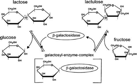 Overview Of Enzymatic Process For Conversion Of Lactose To Lactulose