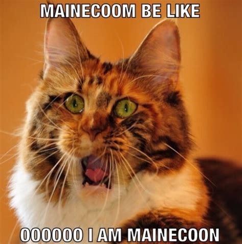 14 Funny Maine Coon Memes That Will Make You Laugh Page 3 The Paws