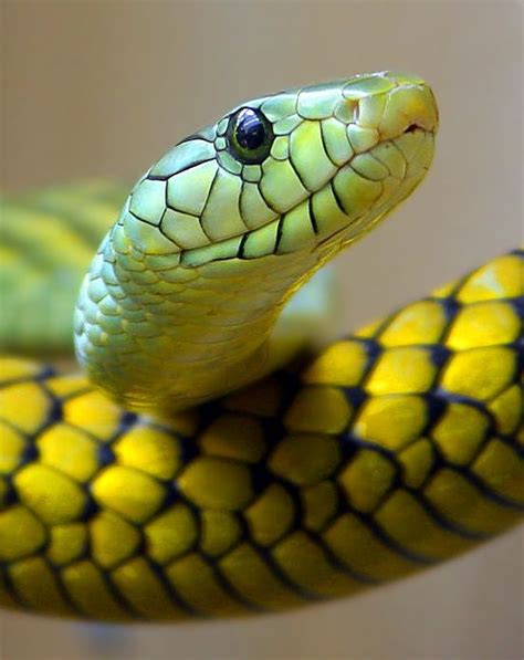 Green Yellow Snake Snake Reptile Snakes Yellow Snake