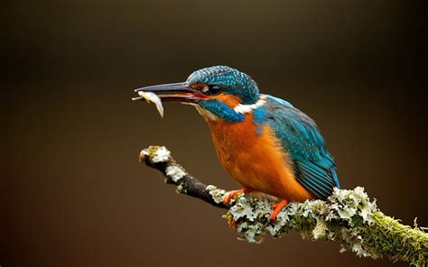 Animals Macro Kingfisher Branch Wallpapers Hd Desktop And Mobile