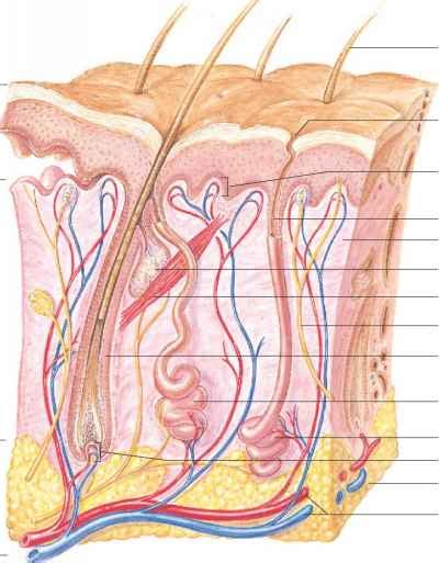 Find free pictures, photos, diagrams, images and information related to the human body right here at science kids. Sectioned Sebaceous - Human Anatomy - GUWS Medical