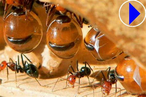 Live Webcam Colony Of Honeypot Ants Iowa State University