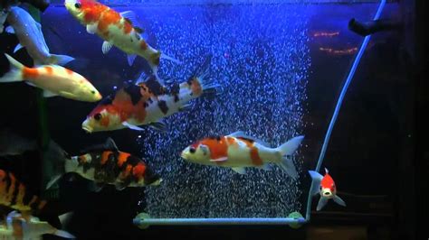 Koi Fish Tank Youtube