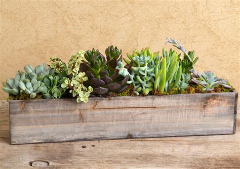 Even though it's easier than ever to buy plants online, keeping them alive is still a challenge. Succulent Wood Trough | Succulents, Buy succulents, Indoor ...