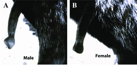 the erect adult hyena penis a and clitoris b note the distinctive download scientific