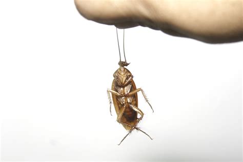 This article explains about how to kill cockroaches. How to Eliminate Cockroaches with Roach Balls: 6 Steps
