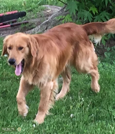 Stud Dog - AKC golden retriever for stud pol or $500 - Breed Your Dog
