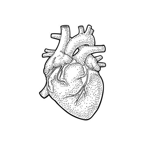7000 Human Heart Outline Stock Illustrations Royalty Free Vector