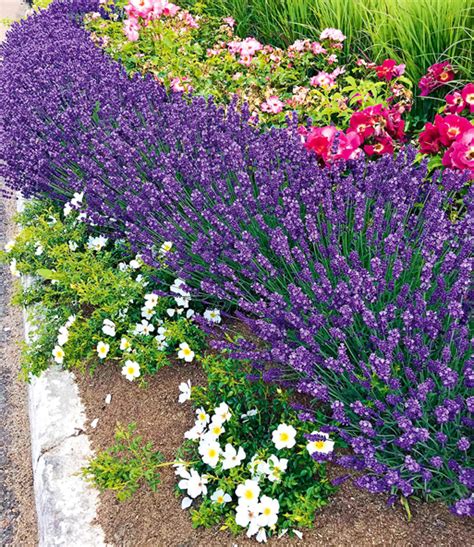 So pflanzen und pflegen sie den halbstrauch. Lavendel Blue Jeans: 1A-Pflanzen kaufen | BALDUR-Garten