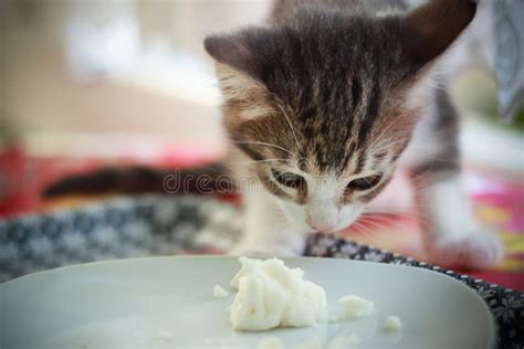 Cute Gray White Baby Cat Eating Cheese Stock Photo Image Of Cute
