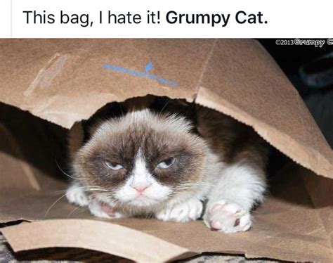 Pin By Liny On Grumpy Cat Grumpy Cat Meme Grumpy Cat Serious Cat