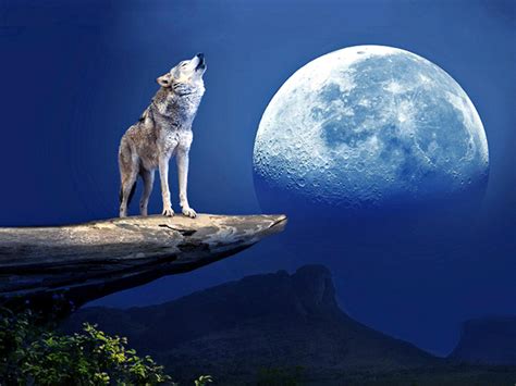 Wolves Howling At The Moon Wallpaper