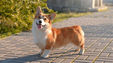 How Much Do Corgis Cost You Might Be Surprised Welsh Corgis