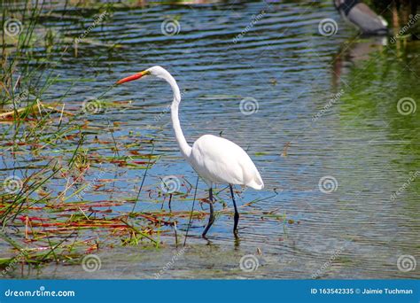 Big White Bird In The Swamp Of Florida Stock Image Image Of Great