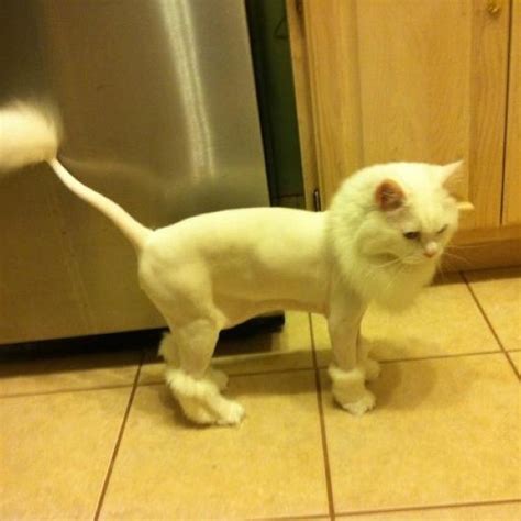 Haircut turns persian cat into mini lion petspyjamas. Pin on Kitties