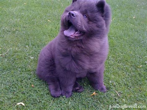 Maggie Chow Chow Puppy Chow Dog Breed Chinese Dog