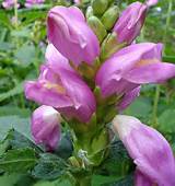Chelone Turtlehead Flowers Pictures