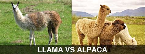 llama vs alpaca - The difference between the llama and the alpaca