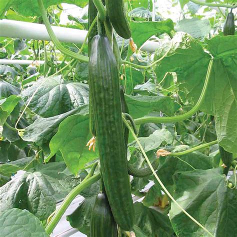 cucumber grafted carmen grafted vegetables vegetable plants 69030 hot sex picture