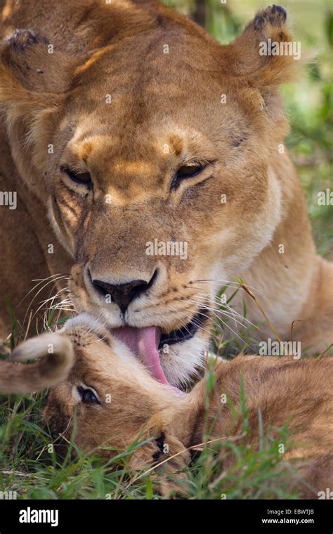 Lioness Panthera Leo Licking Her Lion Cub Massai Mara Serengeti