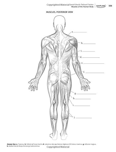 Coloring Worksheet Anterior Muscles Of The Torso