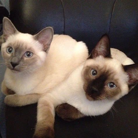 The Siamese Is One Of The Oldest Breeds Of Domestic Cats And Has A Long