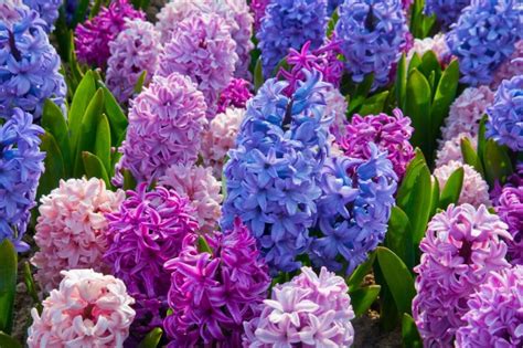 6 Popular Easter Flowers And What They Symbolize Avas Flowers