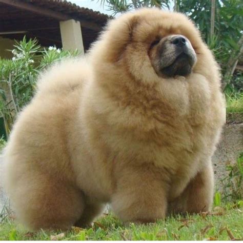 Pin By Mirela Aljic On Chow Chow Fluffy Dogs Chow Dog Breed Dog Breeds