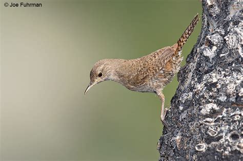 House Wren Joe Fuhrman Photography