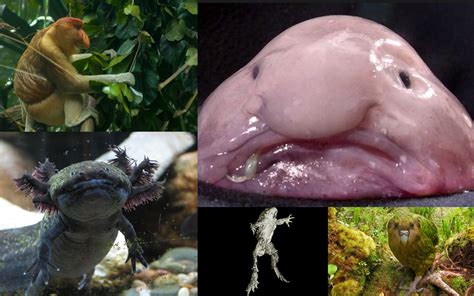 Save The Blobfish 5 Ugly Endangered Animals That Need Our