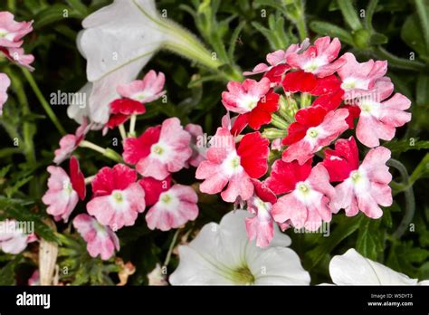 Verbena Trailing Lanai Twister Cherry Red Stock Photo Alamy