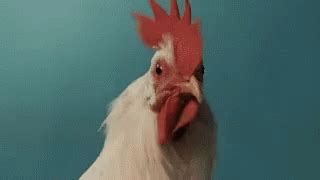 Chicken Shocked GIF Chicken Shocked Fried Discover Share GIFs