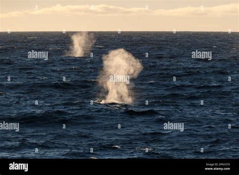 Fin Whales Blowing Balaenoptera Physalus Two Marine Animals Swimming