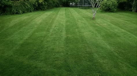 How To Make Bahia Grass Thicker Expert Tips Our Thriving Home
