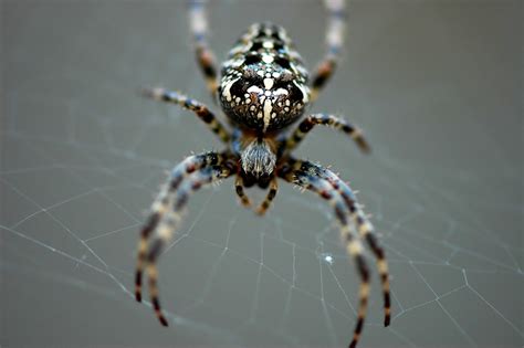 Wood Spider 2 Free Photo Download Freeimages