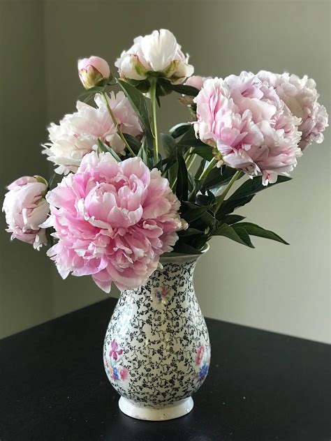 When To Cut Peonies For Vase Ronires