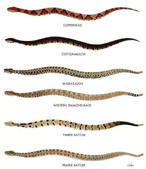 List Of Snakes By Size