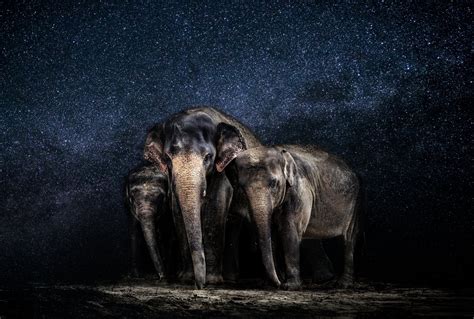 Download Animal Asian Elephant 8k Ultra Hd Wallpaper