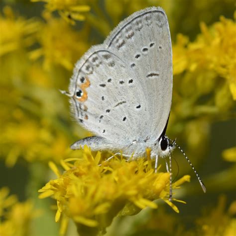 What Thumbnail Sized Blue Butterfly Is Perched On This Goldenrod