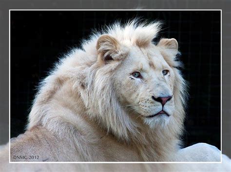White Lion Melanistic Lion Lion Pictures