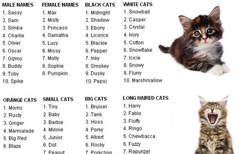 Rated as the #1 most popular female cat name in vpi's 2010 survey, this name has been lingering near the top of the cat name charts for several years. Cute Cat Names Female Unique in 2020 | Cute cat names ...