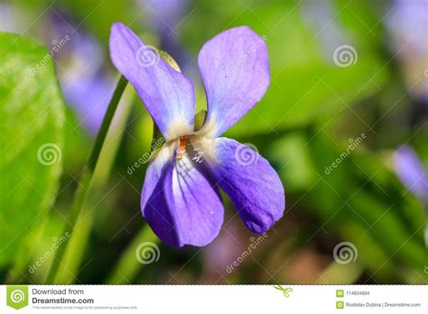 Violet Macro Photo Forest Flower Violets Close Up Macro Photo Stock