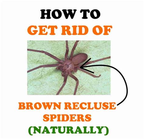 What Happens If A Cat Eats A Brown Recluse