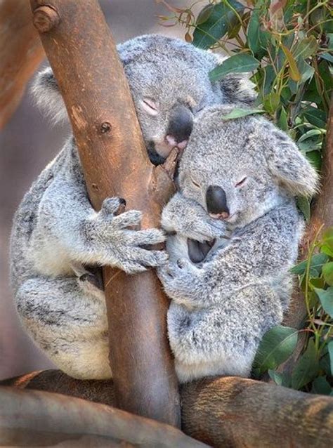 Pin On Koala Love