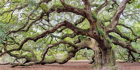 Live Oak Trees Florida Diseases