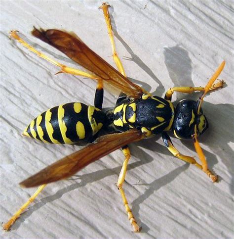 differences between wasp and hornets best bee brothers