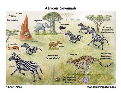 The African Veldt And Savannah Ecosystems Diorama Food Web