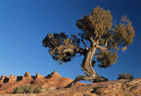 Utah Juniper Juniperus Osteosperma Photograph By Nhpa Pixels