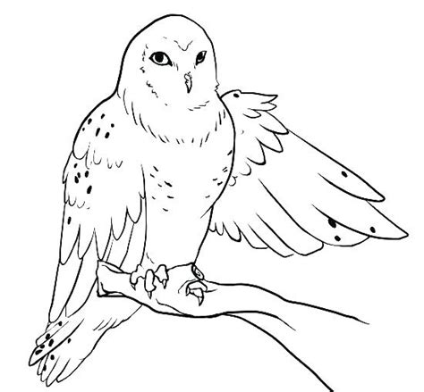 We did not find results for: Snowy Owl Coloring Page at GetColorings.com | Free ...