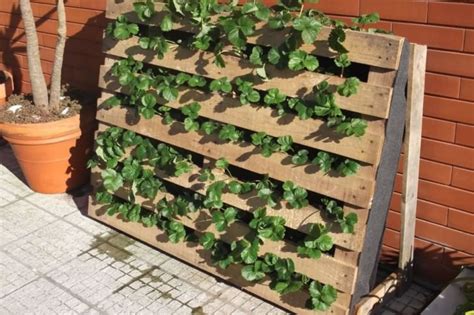 Pallet Planter The Easiest Way To Grow Strawberries Hg